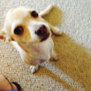 Meet your Posher, Meg